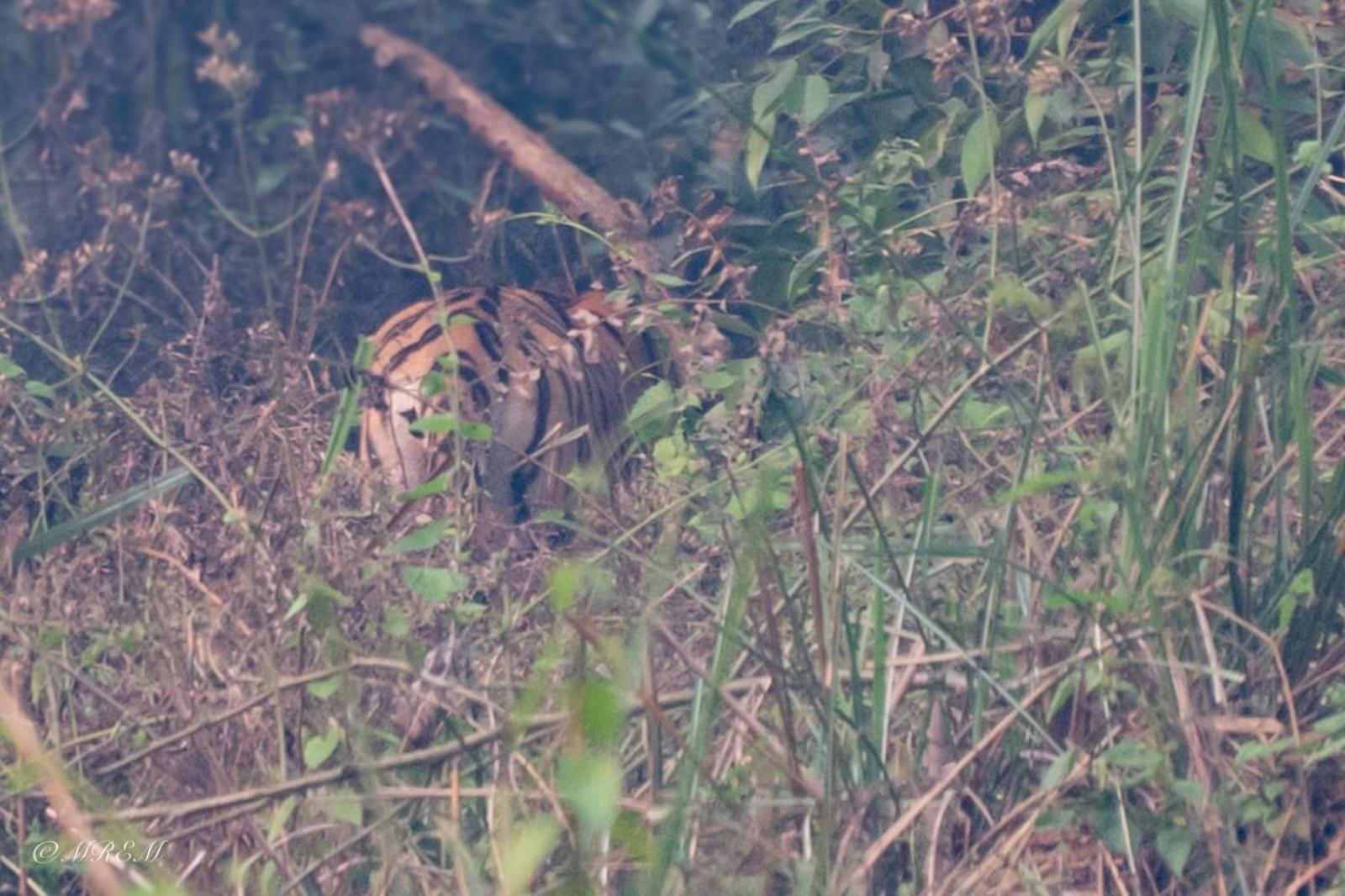 Sanctuary Chitwan National Park Hotel Luaran gambar