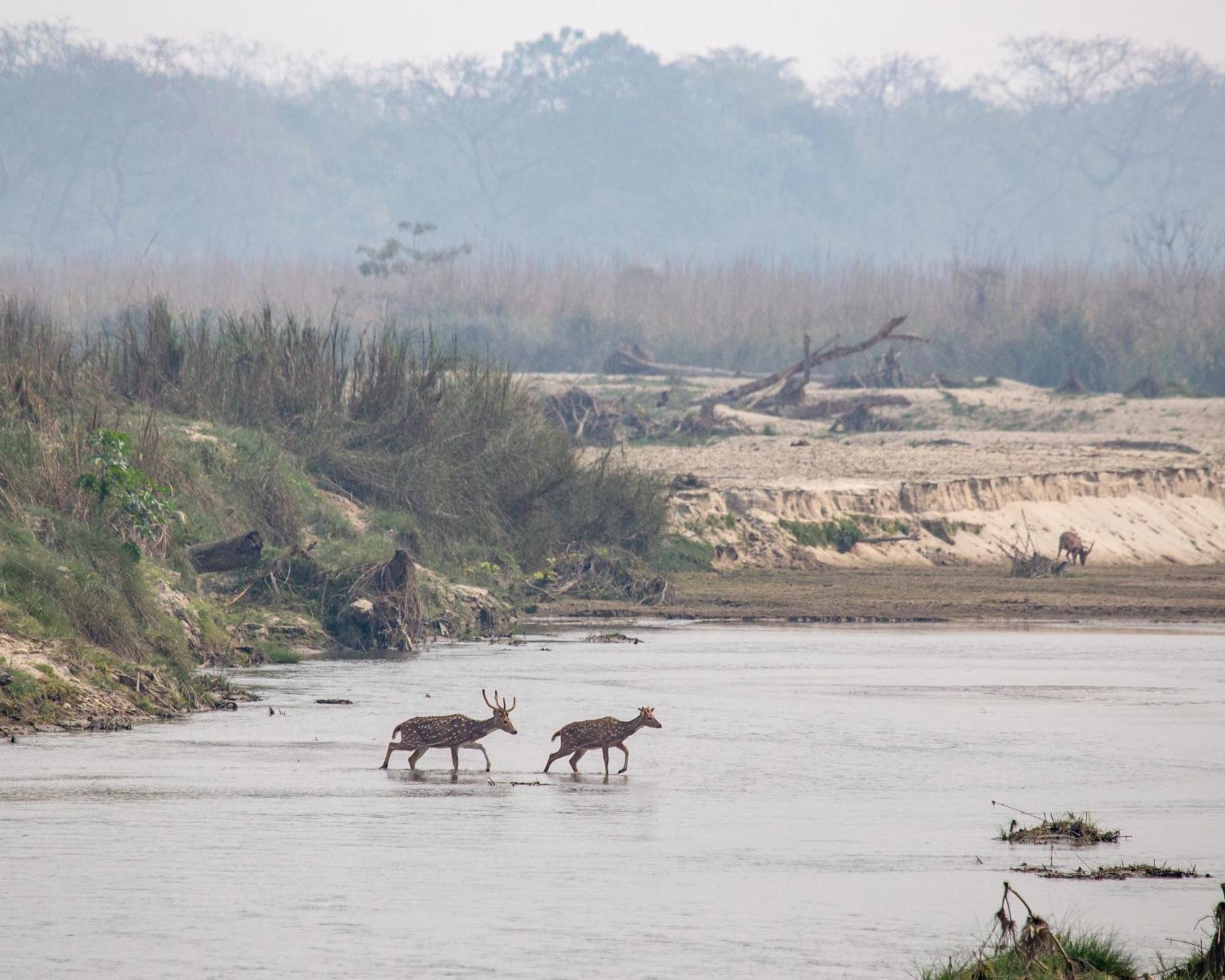 Sanctuary Chitwan National Park Luaran gambar