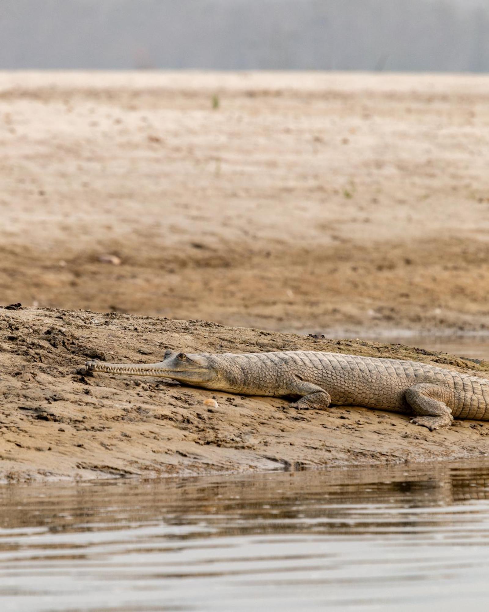 Sanctuary Chitwan National Park Luaran gambar