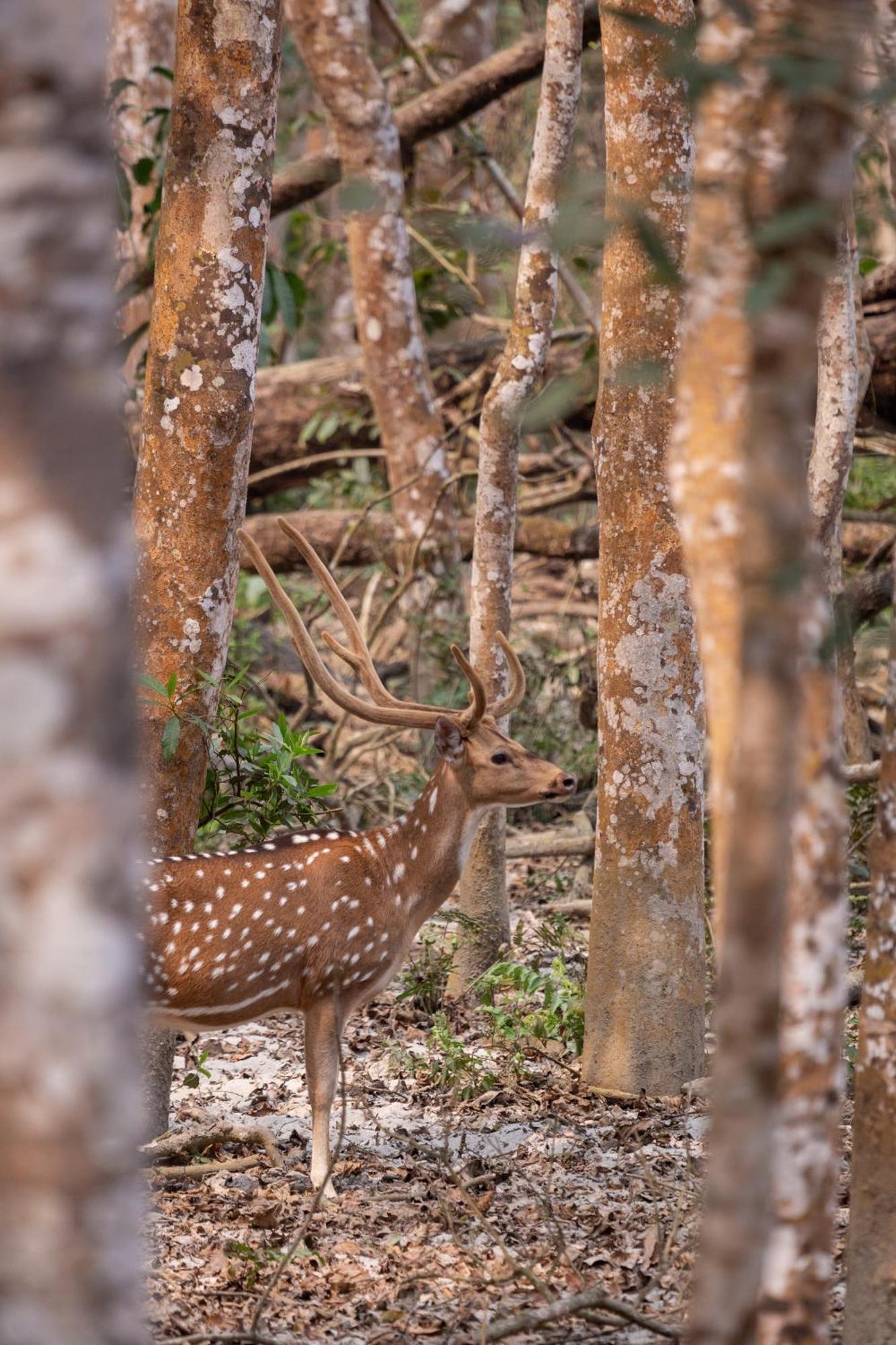 Sanctuary Chitwan National Park Luaran gambar