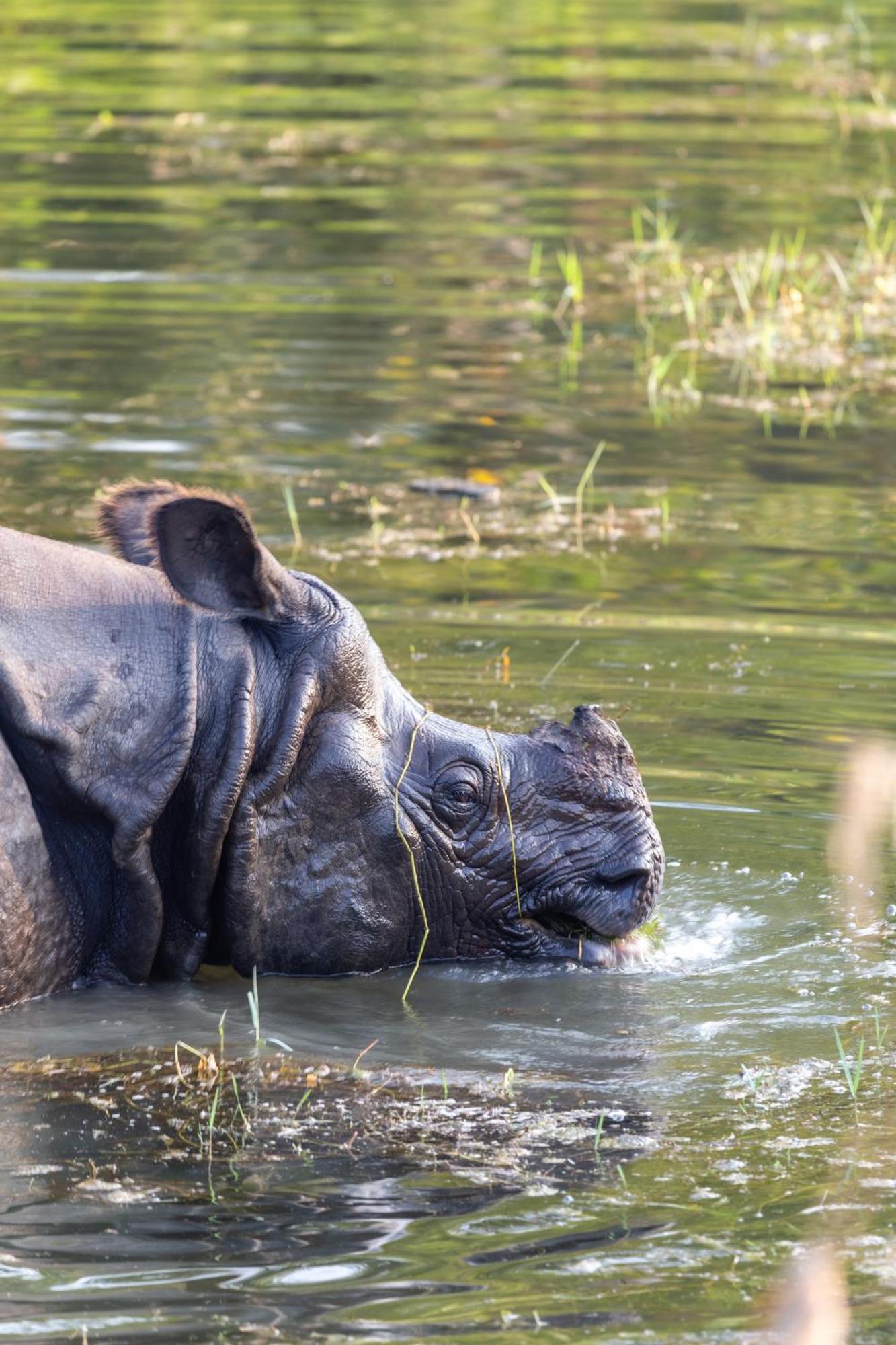 Sanctuary Chitwan National Park Luaran gambar