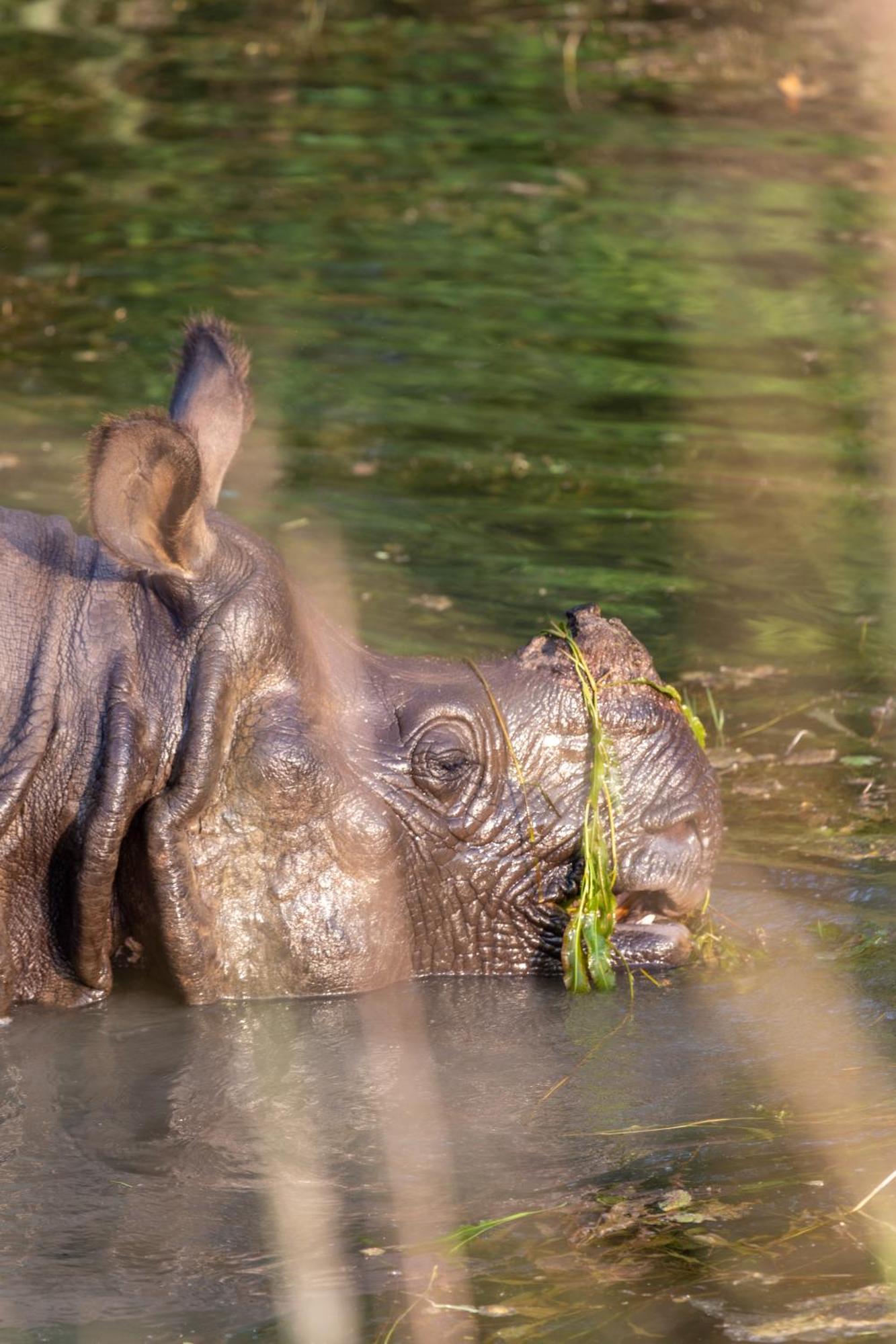 Sanctuary Chitwan National Park Luaran gambar