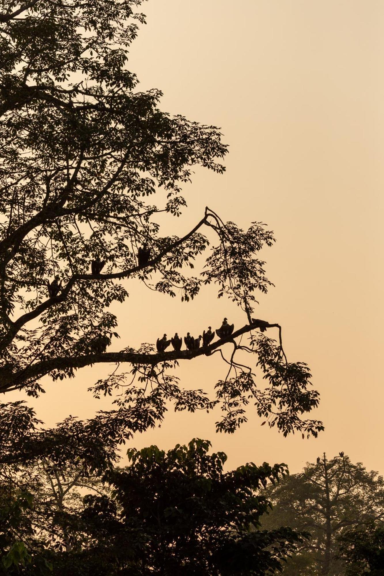 Sanctuary Chitwan National Park Luaran gambar