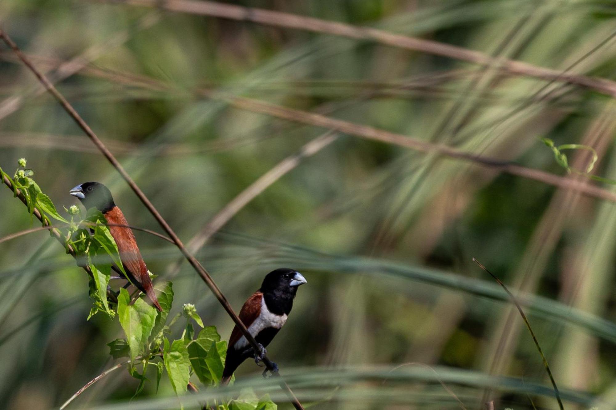 Sanctuary Chitwan National Park Luaran gambar
