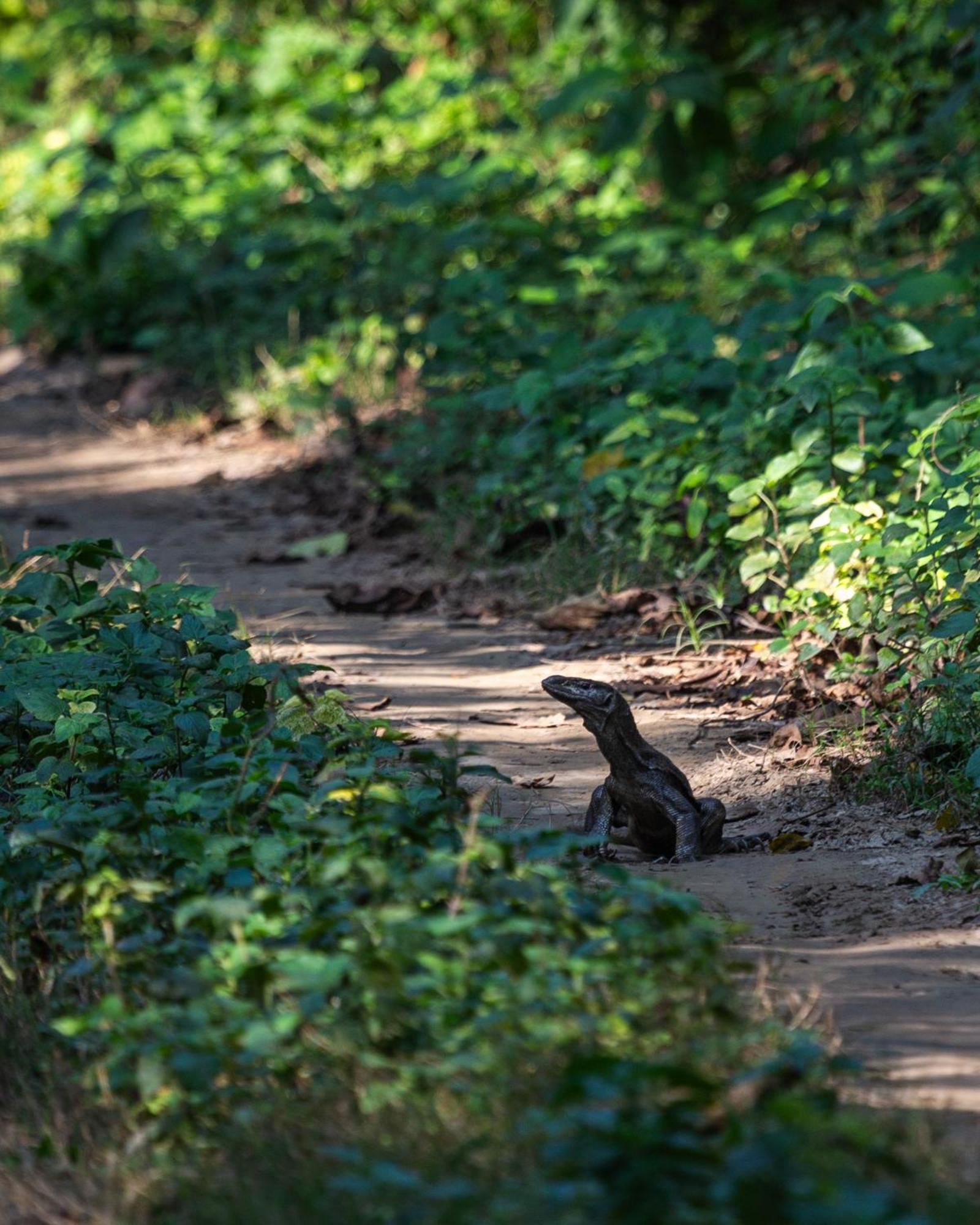 Sanctuary Chitwan National Park Hotel Luaran gambar