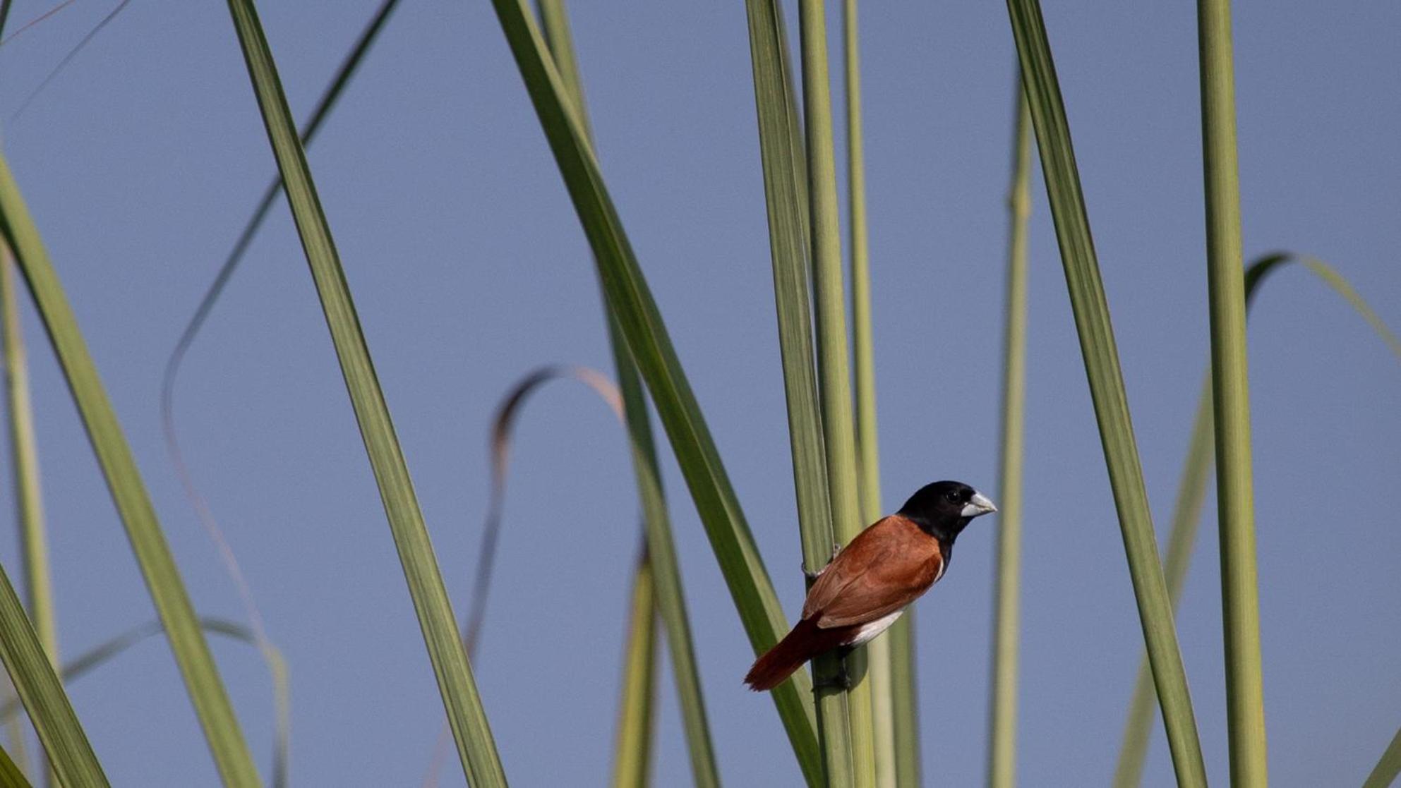 Sanctuary Chitwan National Park Luaran gambar
