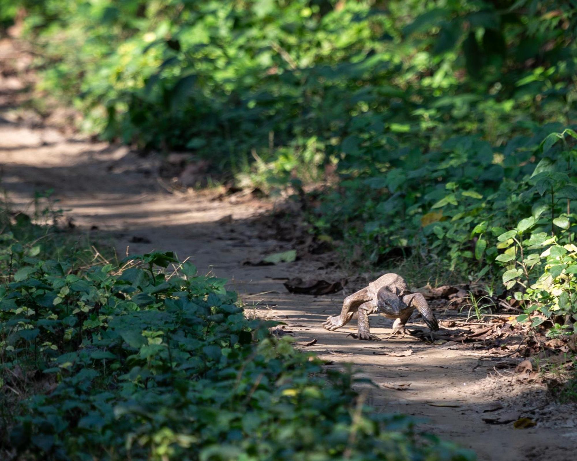Sanctuary Chitwan National Park Hotel Luaran gambar